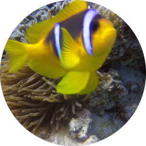 PADI Coral Reef Conversation Spezialkurs