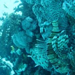 Daily Diving in Hurghada