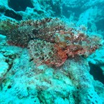 Daily Diving in Hurghada
