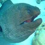 Daily Diving in Hurghada