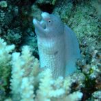 Daily Diving in Hurghada