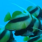 Daily Diving in Hurghada